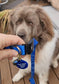 The Best Good Boy Pet Tag