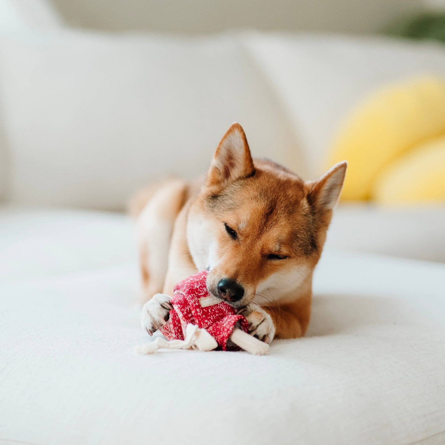 Lollipop Enrichment Dog Toy