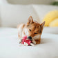 Lollipop Enrichment Dog Toy