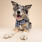 Apres Winter Dog Bandana