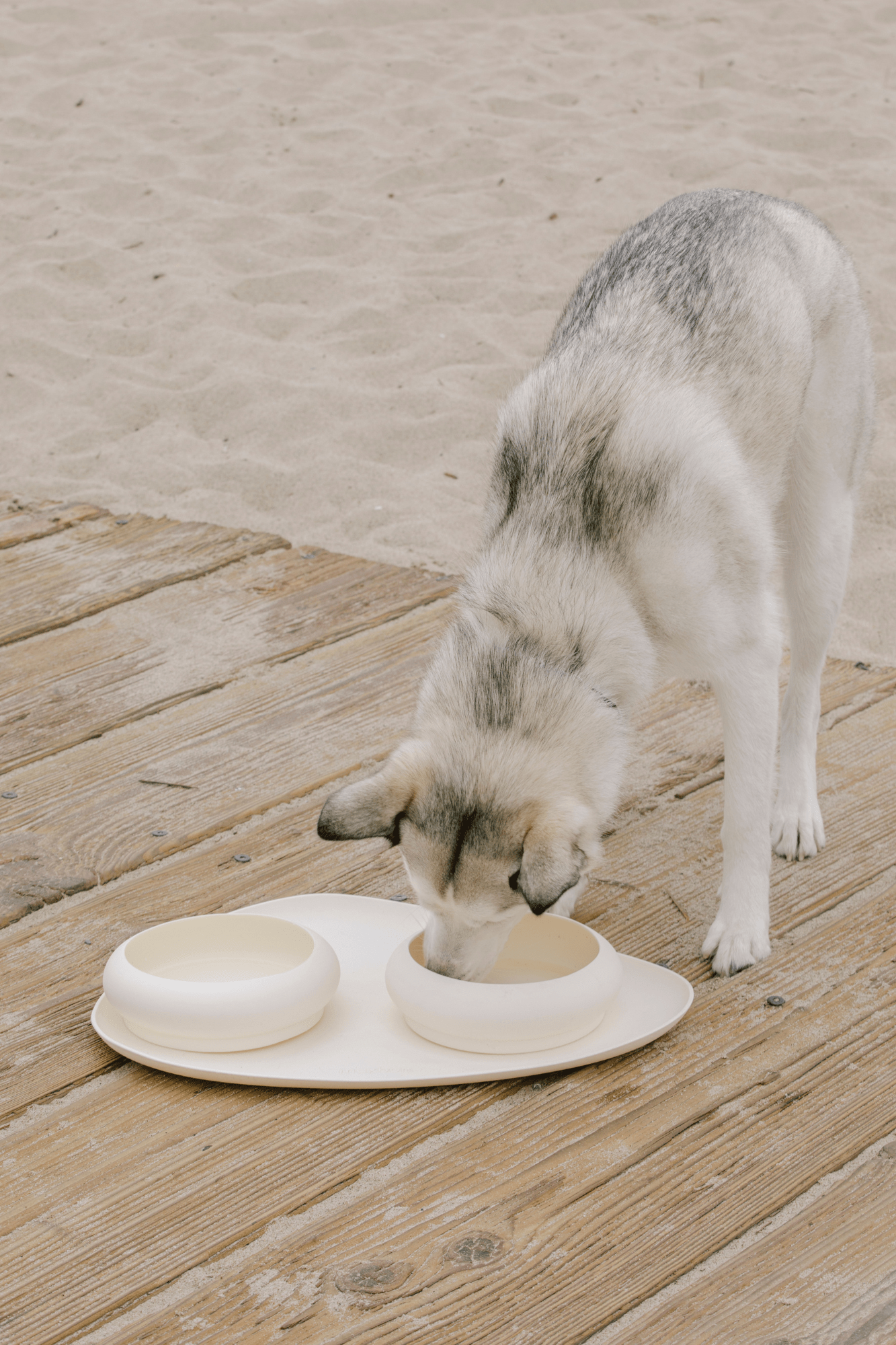 Bubble Bowl for Dogs