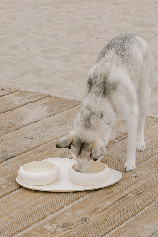 Bubble Bowl for Dogs
