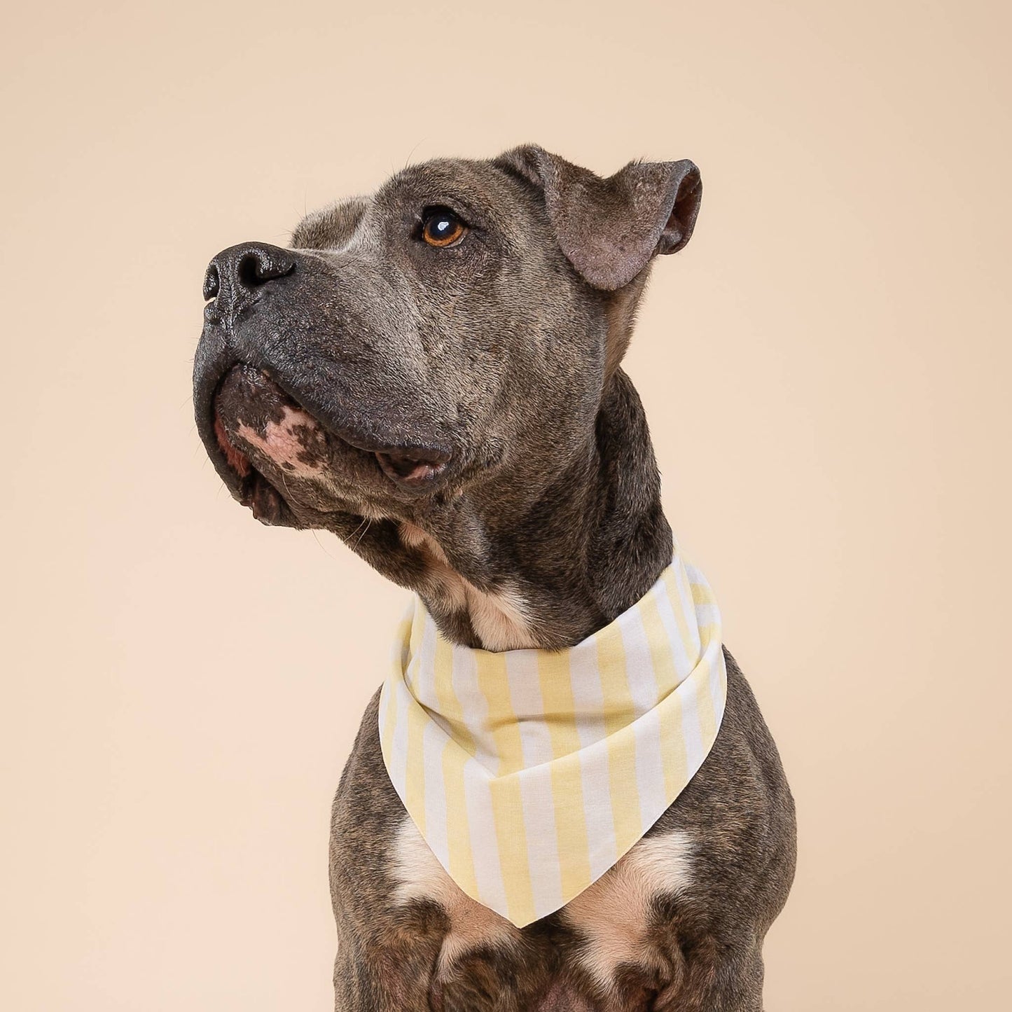 Butter Stripe  Dog Bandana
