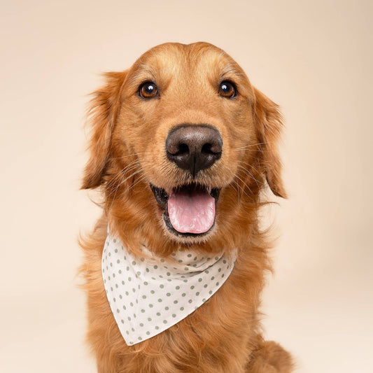 Polka Dot Green Dog Bandana