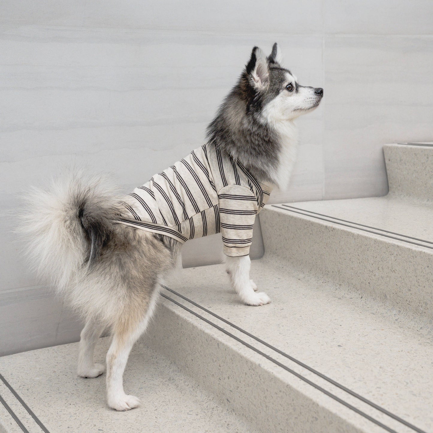 Chelsea Dog Shirt