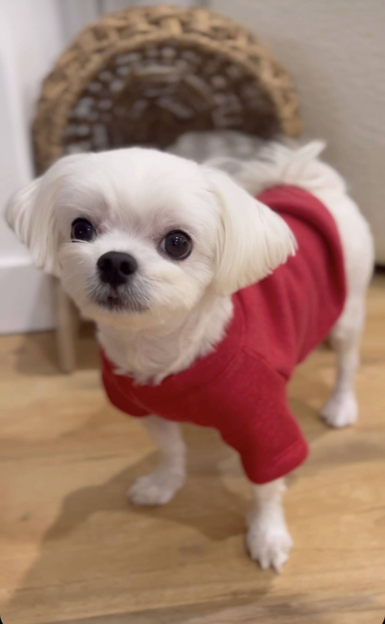 MERRY CHRISTMAS YA FILTHY ANIMAL Pet Graphic Sweatshirt