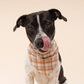 Ginger Dog Bandana
