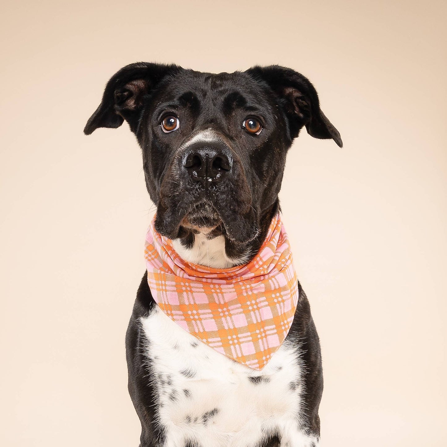 Stevie Dog Bandana