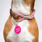 Feed Me & Tell Me I'm Pretty Pet Tag