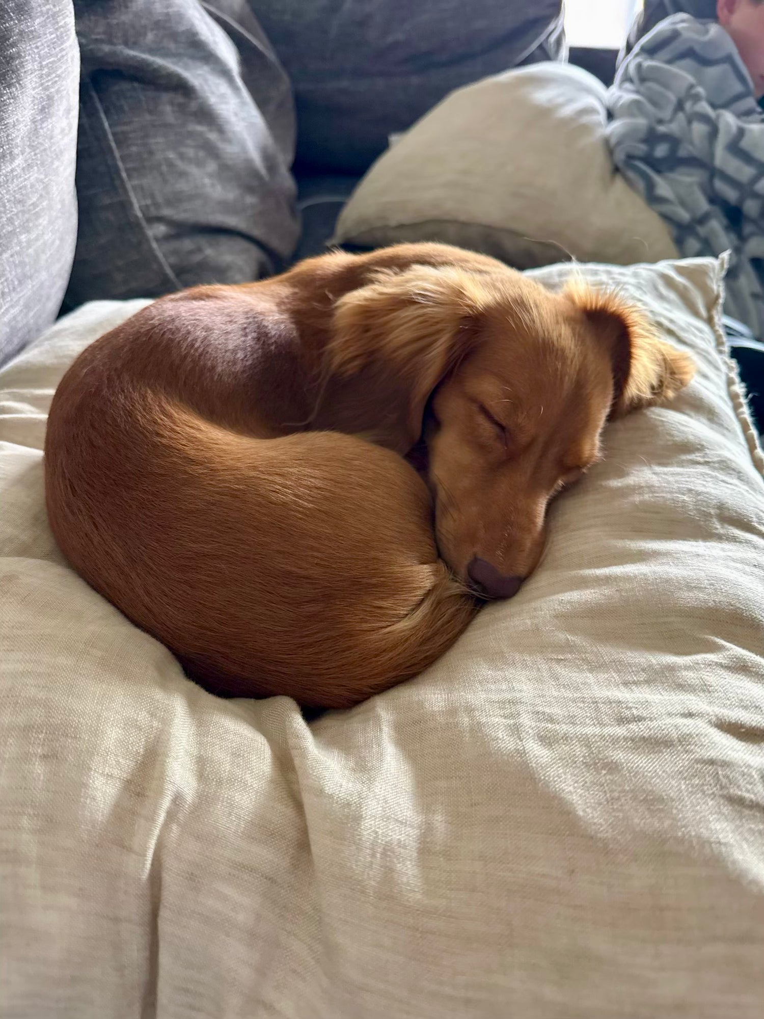 mini doxie puppy sleeping on pillow