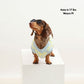 Seaside Swirl Cotton Knitted Dog Vest